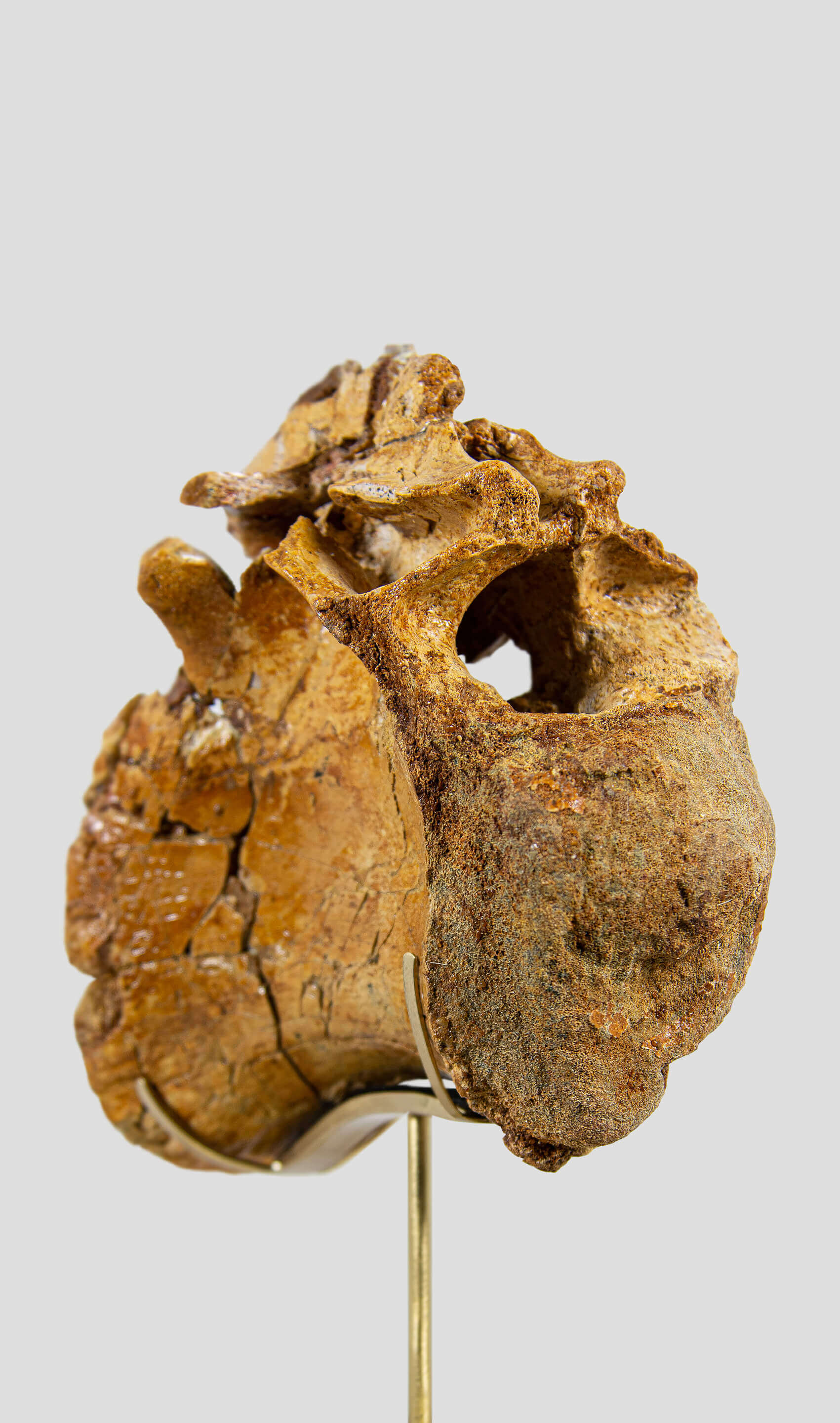 A rare dinosaur vertebra for sale on brass stand 12