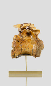 A rare dinosaur vertebra for sale on brass stand 01
