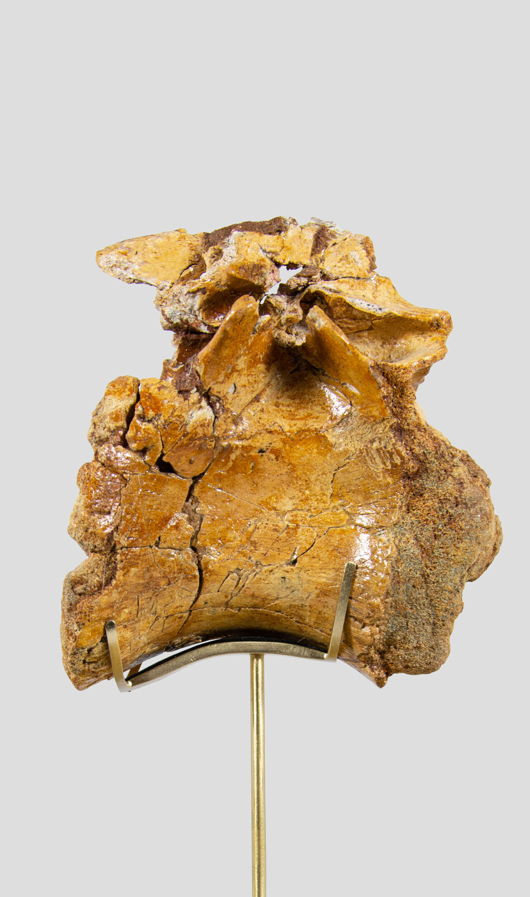 A rare dinosaur vertebra for sale on brass stand 02