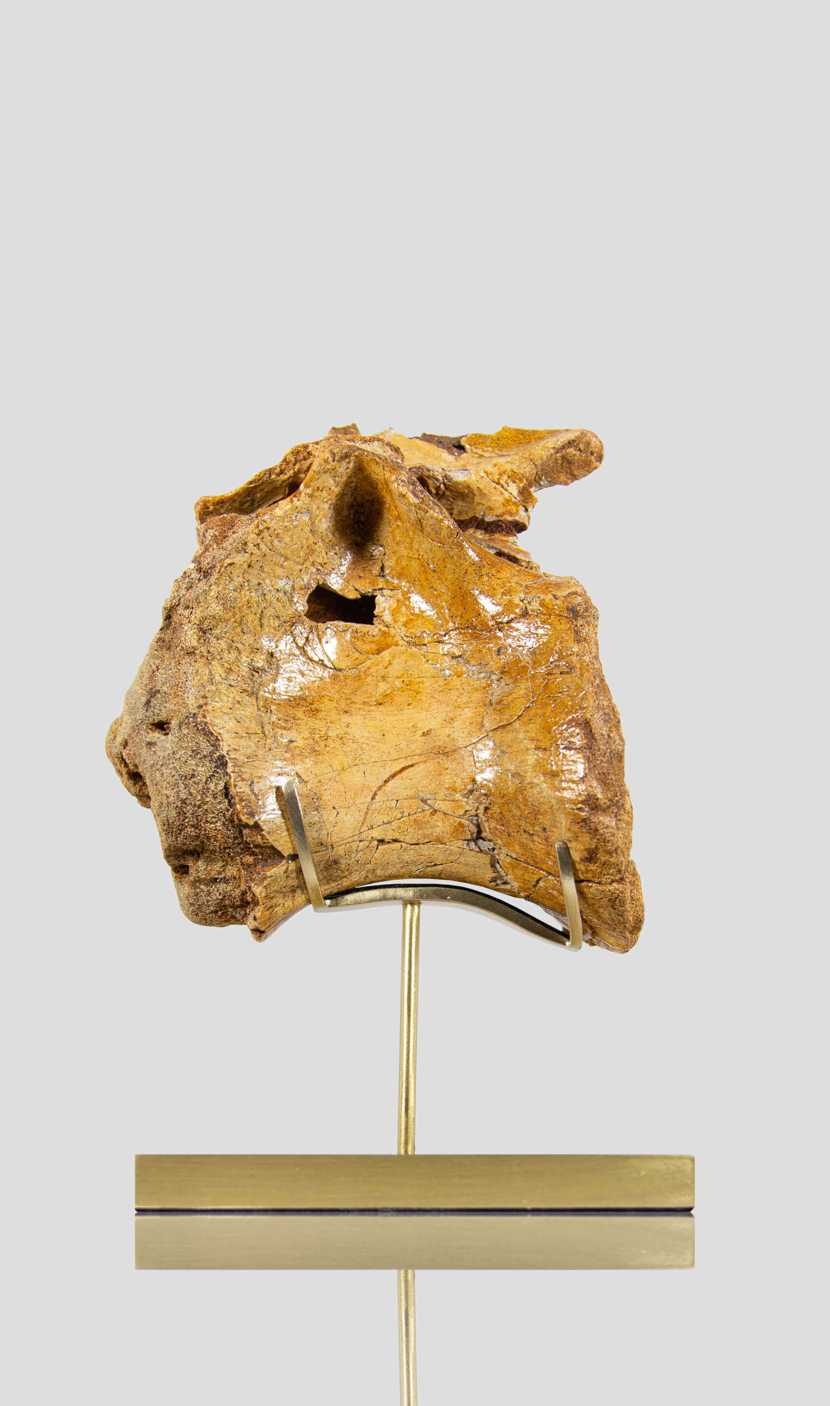 A rare dinosaur vertebra for sale on brass stand 03