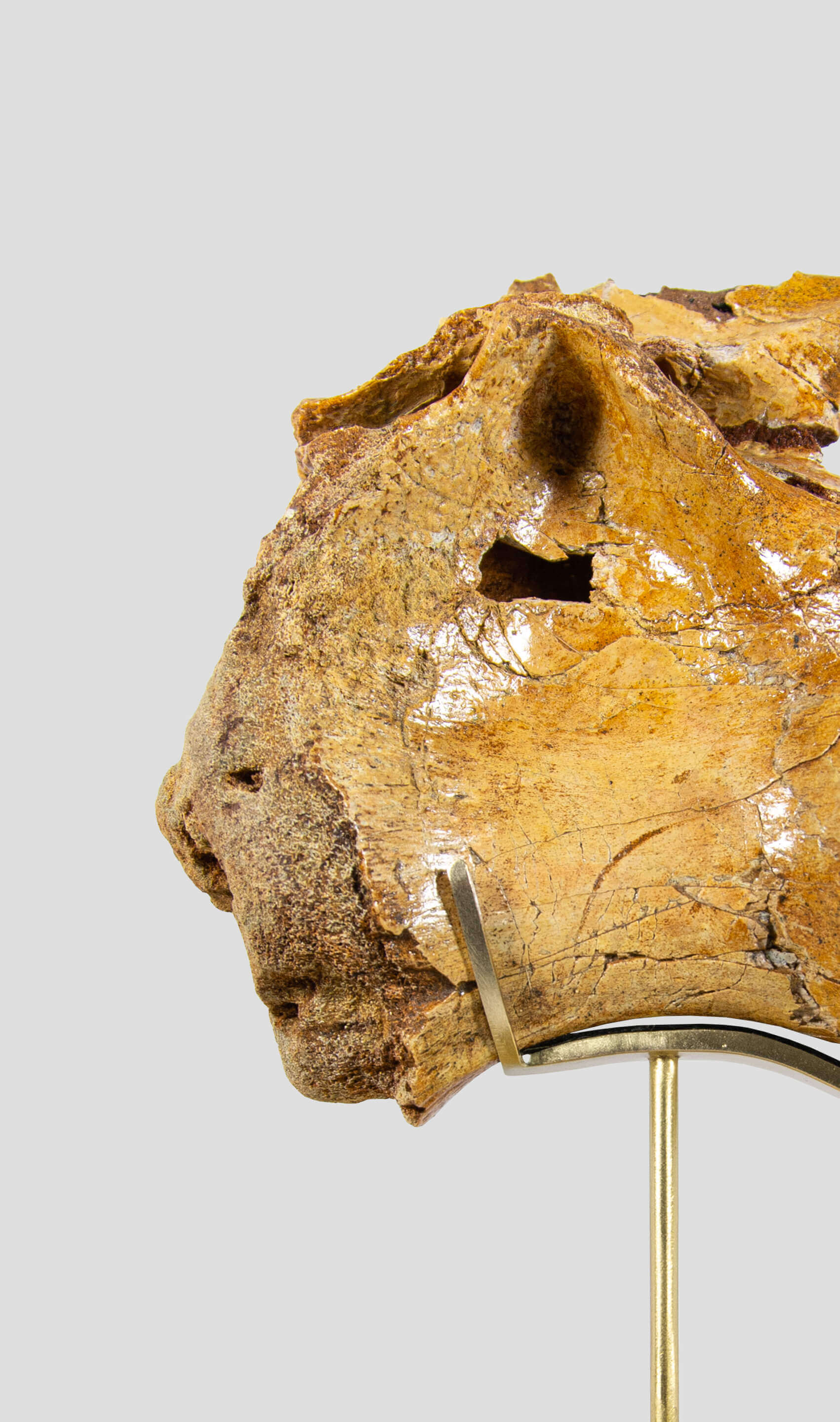 A rare dinosaur vertebra for sale on brass stand 04