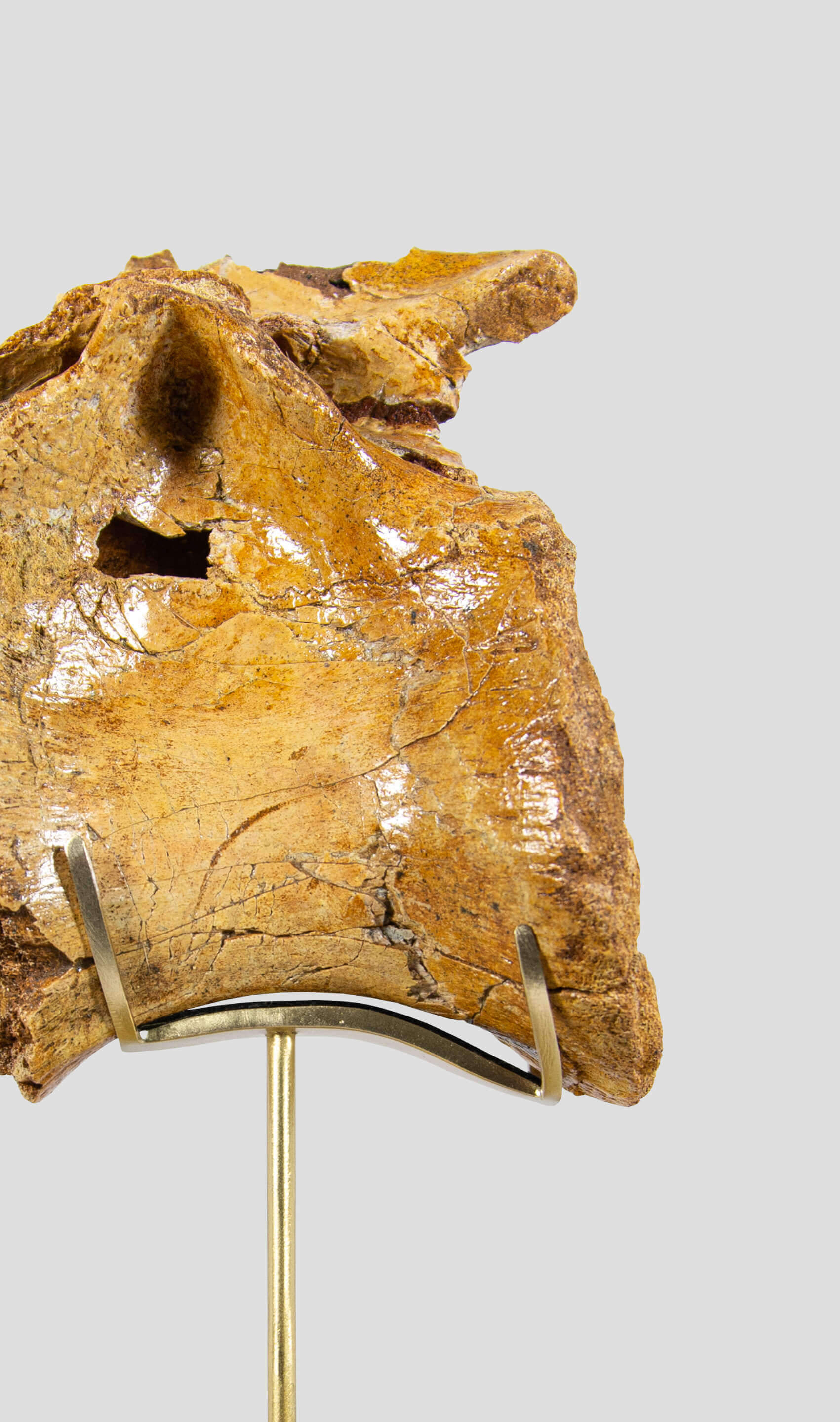 A rare dinosaur vertebra for sale on brass stand 05