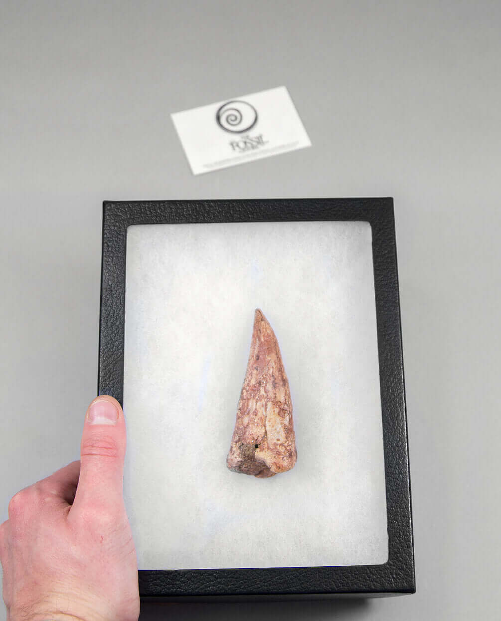 Scientifically important Spinosaurus aegyptiacus dinosaur fossil toe claw for sale measuring 91mm at THE FOSSIL STORE