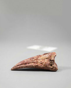 Scientifically important Spinosaurus aegyptiacus dinosaur fossil toe claw for sale measuring 91mm at THE FOSSIL STORE