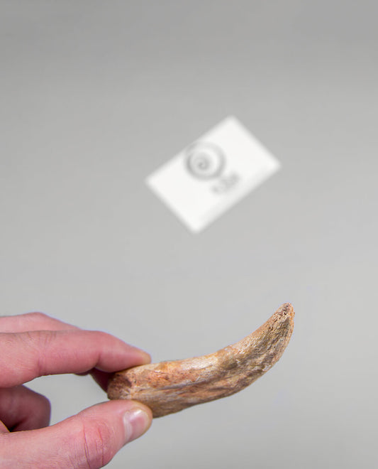 Museum-quality Spinosaurus dinosaur fossil claw for sale measuring 116mm at THE FOSSIL STORE