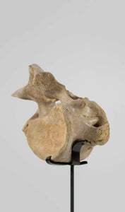 A rare dinosaur Sigilmassasaurus brevicollis vertebra fossil measuring 263mm on THE FOSSIL STORE bronze stand series