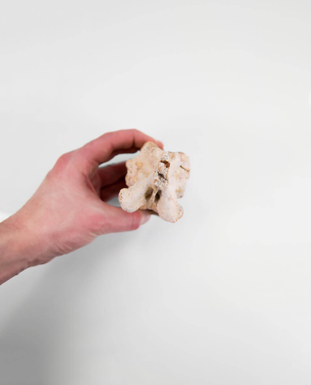 Museum-quality Deltadromeus agilis dinosaur fossil vertebra for sale measuring 135mm at THE FOSSIL STORE