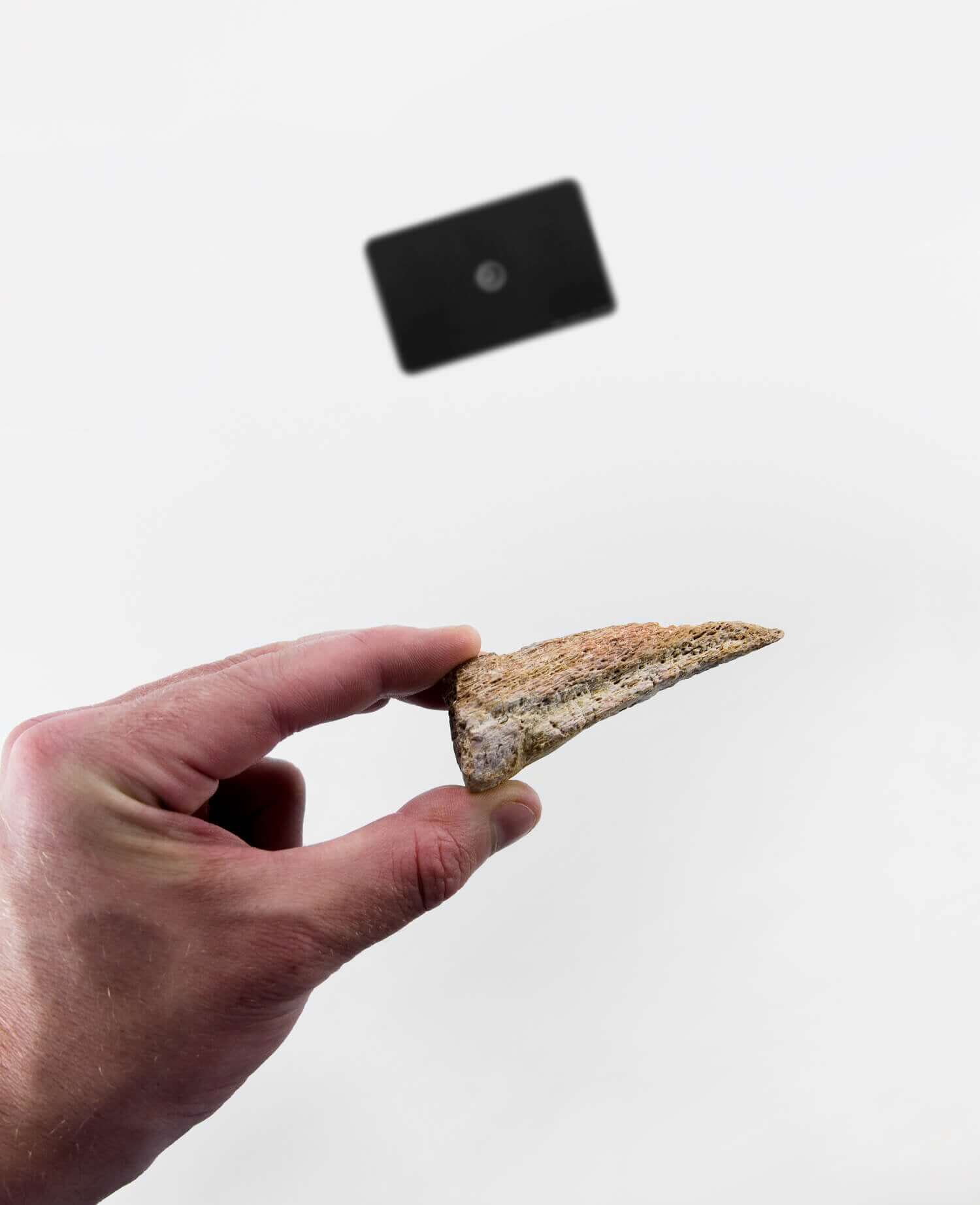 Museum-standard Spinosaurus aegyptiacus dinosaur fossil claw for sale measuring 78mm available at THE FOSSIL STORE