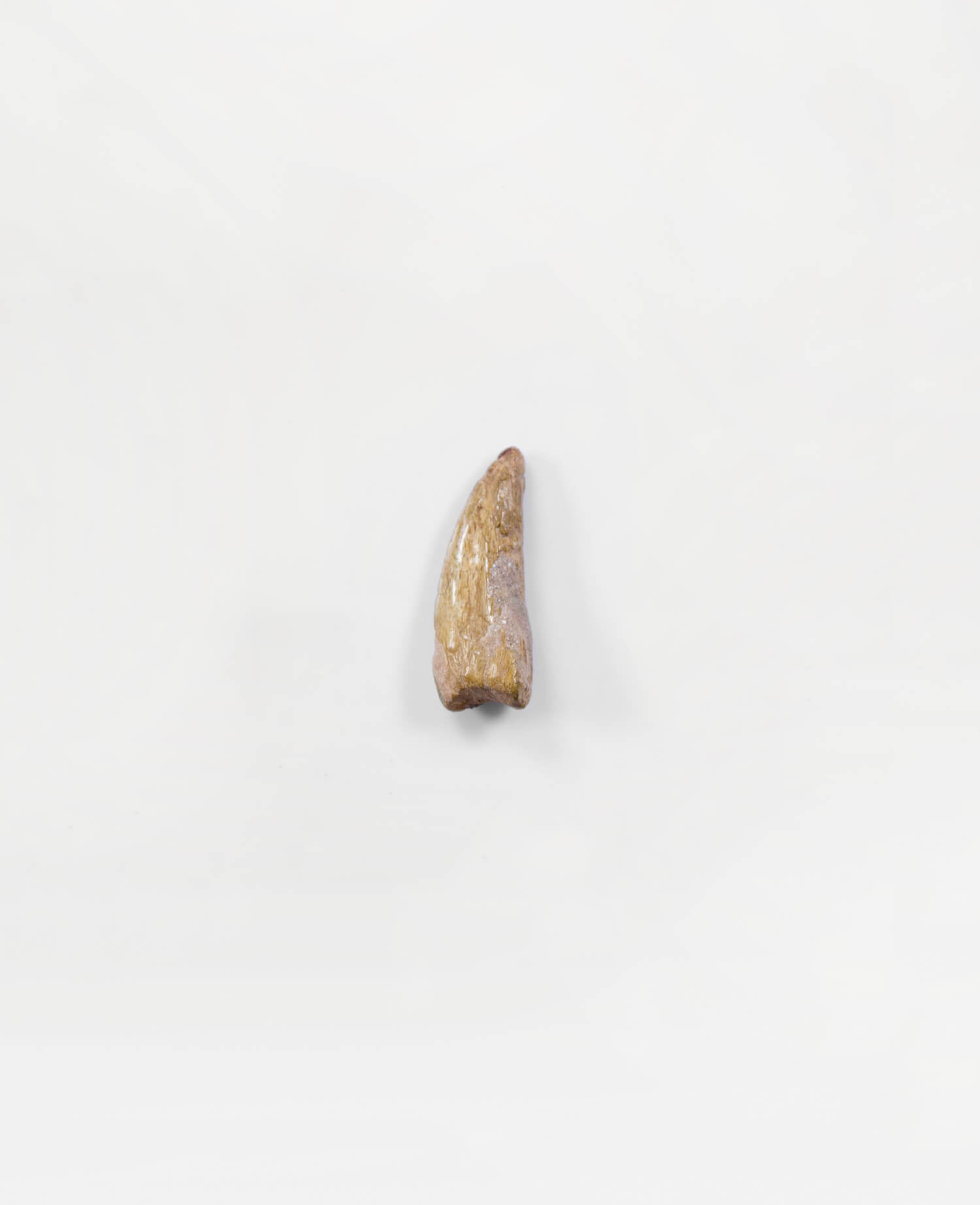 Museum-quality Carcharodontosaurus saharicus dinosaur fossil claw for sale measuring 38mm at THE FOSSIL STORE
