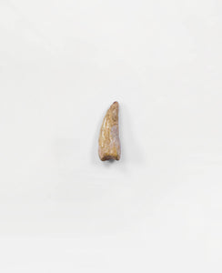 Museum-quality Carcharodontosaurus saharicus dinosaur fossil claw for sale measuring 38mm at THE FOSSIL STORE