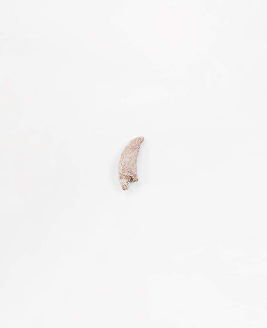 Museum-quality Dromeosaur dinosaur fossil claw for sale measuring 35mm at THE FOSSIL STORE