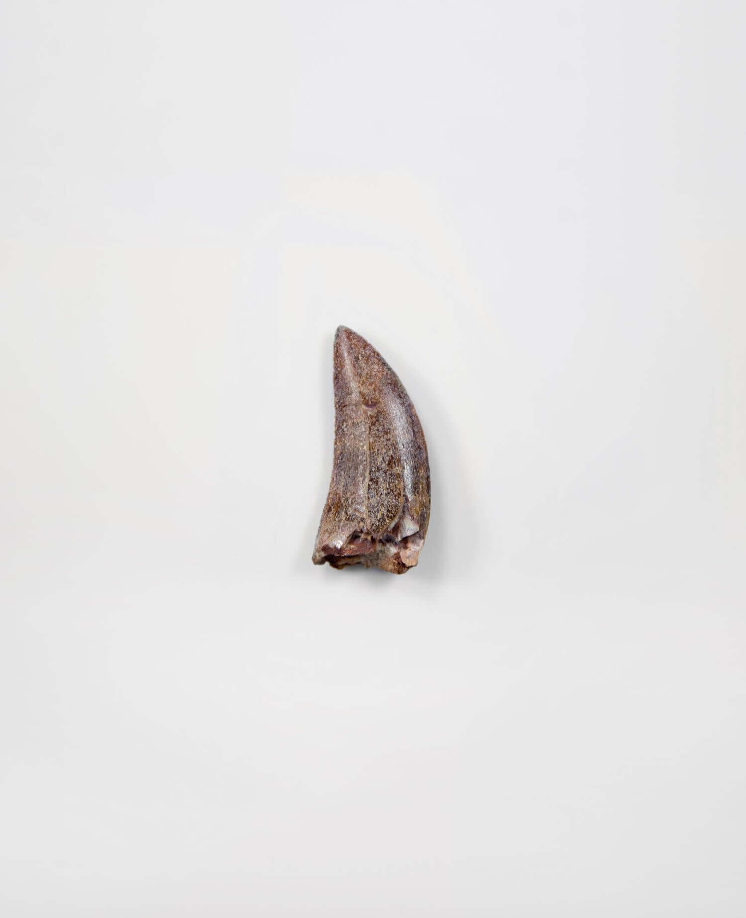 Museum-quality Deltadromeus agilis dinosaur fossil tooth for sale measuring 47mm at THE FOSSIL STORE