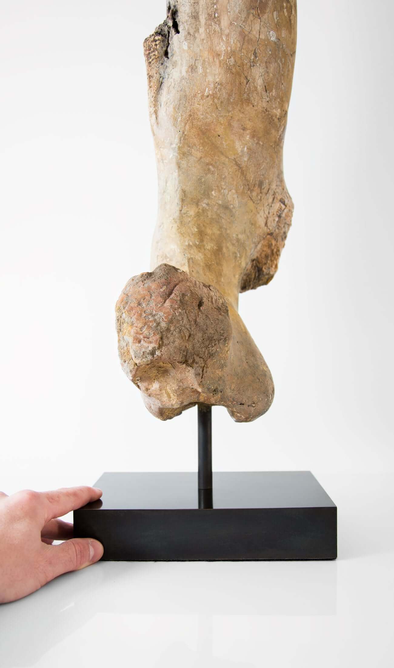 Scientifically important theropod dinosaur fossil femur bone for sale measuring 685mm at THE FOSSIL STORE