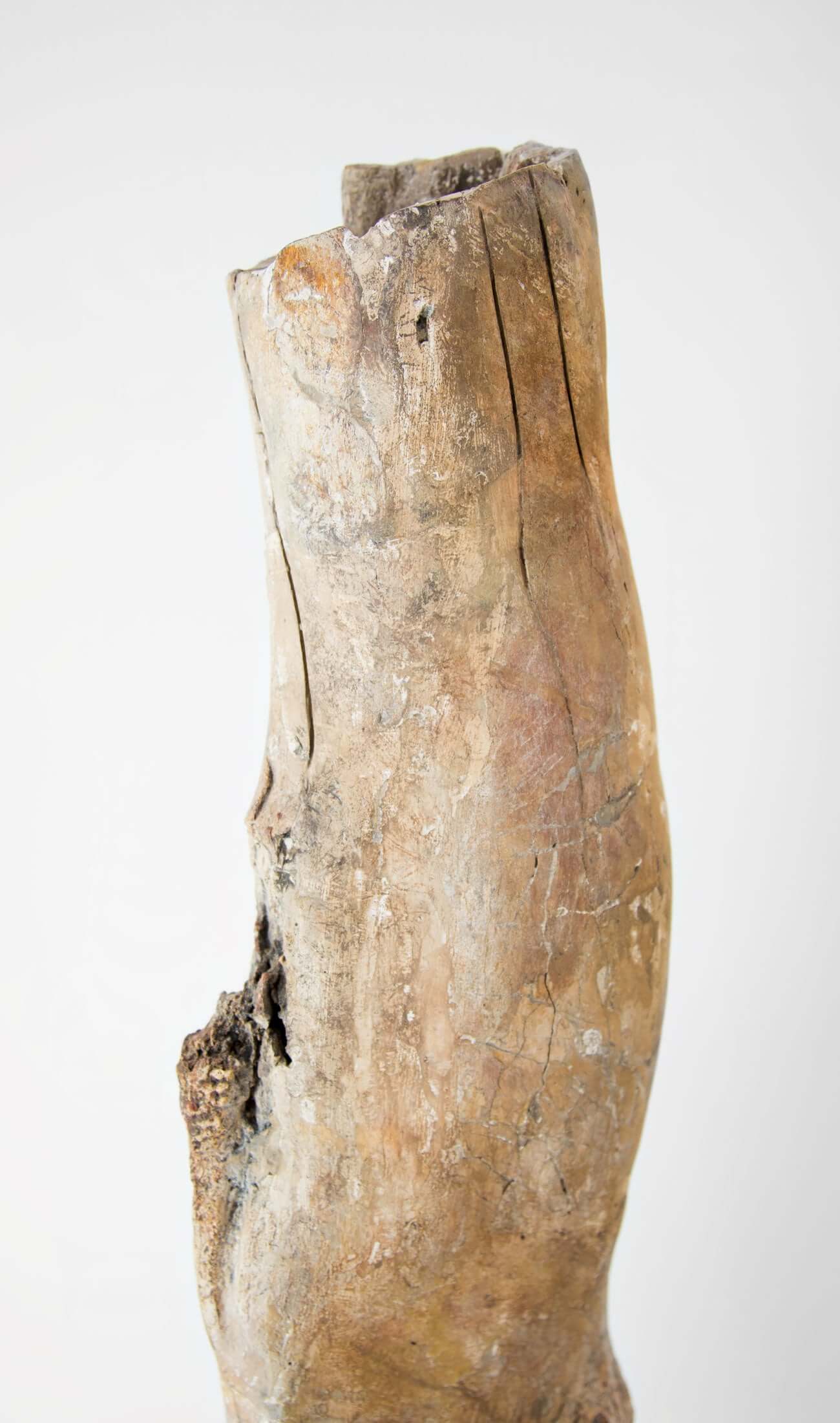 Scientifically important theropod dinosaur fossil femur bone for sale measuring 685mm at THE FOSSIL STORE
