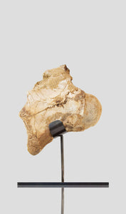 dinosaur vertebra for sale on bronze stand for interior fossil display 34