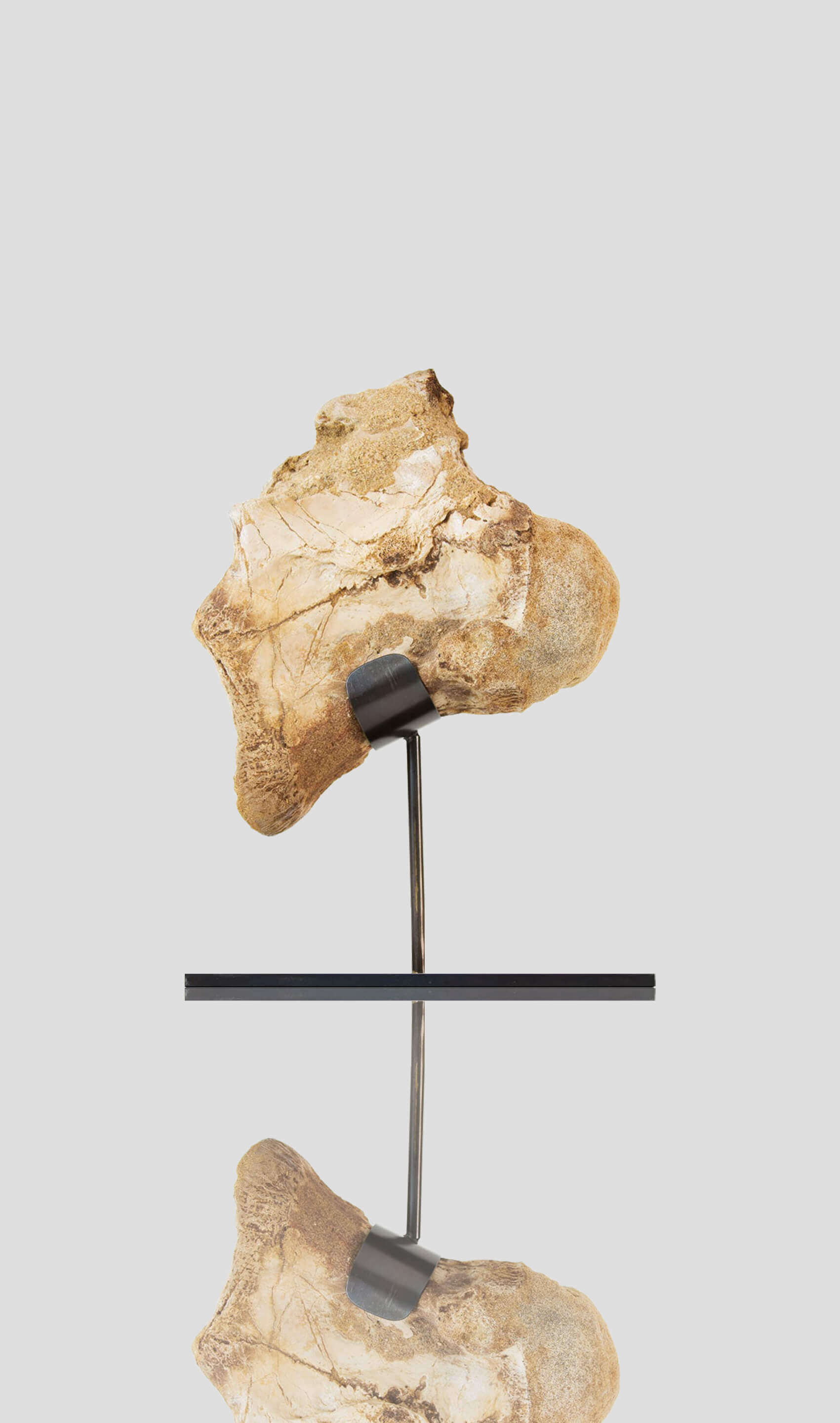 dinosaur vertebra for sale on bronze stand for interior fossil display 35
