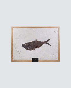 Museum-quality framed Diplomystus fish fossil skeleton measuring 700mm by THE FOSSIL STORE