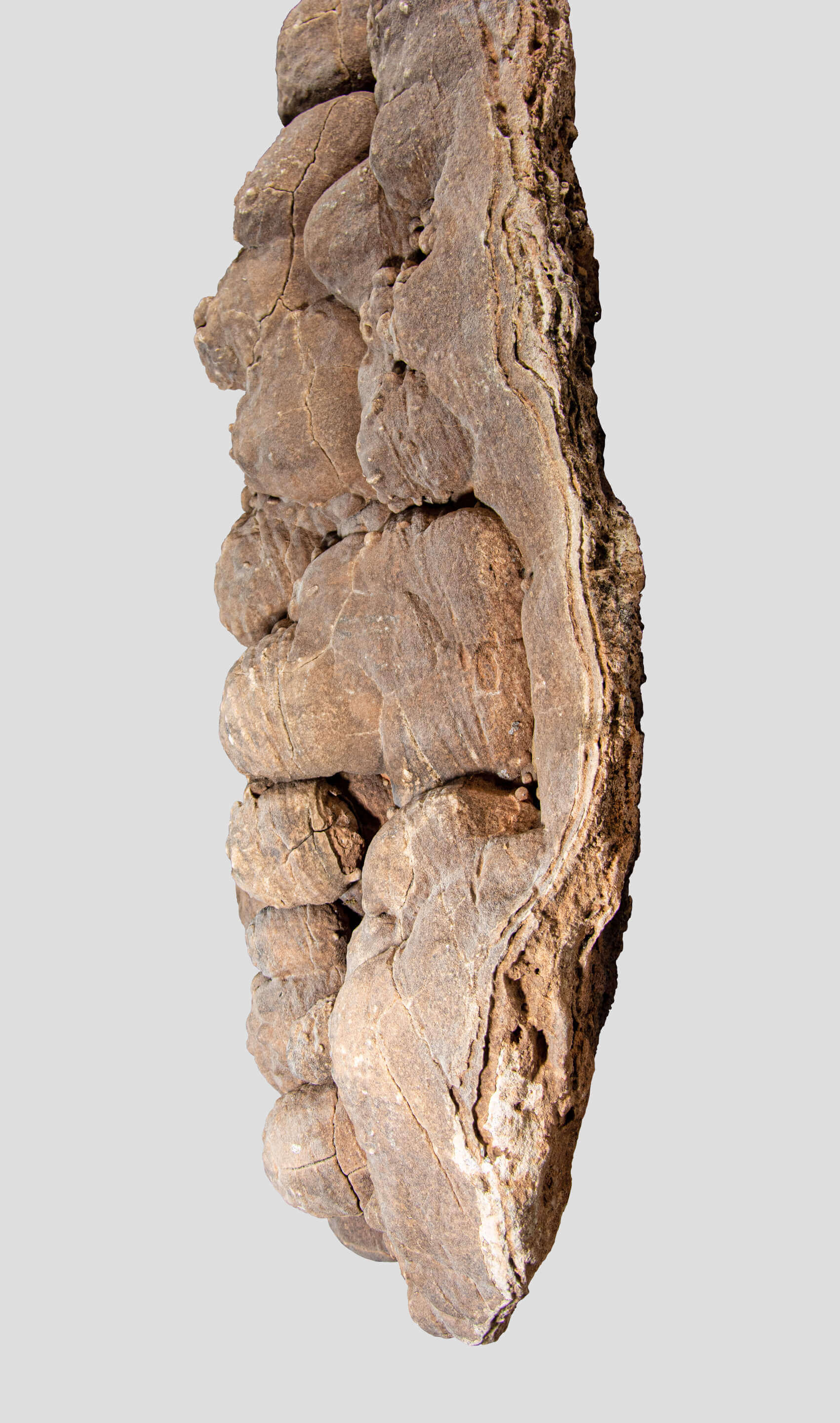 large 2 meter desert rose for sale on stainless steel stand 12