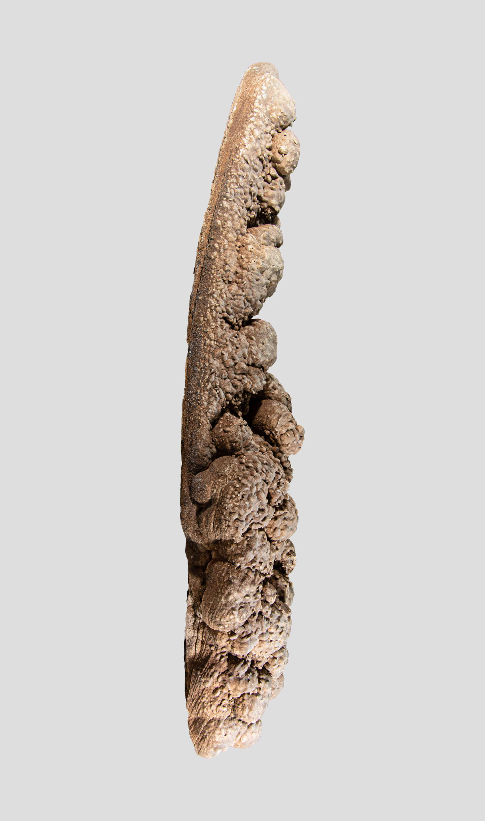 large 2 meter desert rose for sale on stainless steel stand 7