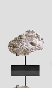 A Ray finned fish skull fossil for sale measuring 310mm presented on a bronze stand at THE FOSSIL STORE 1