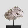 A Ray finned fish skull fossil for sale measuring 310mm presented on a bronze stand at THE FOSSIL STORE 1