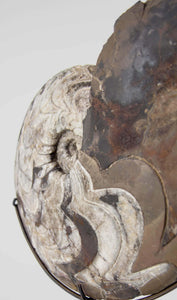 Museum quality fossil Manticoceras goniatite for sale presented on our custom designed AES bronze stand measuring 372mm