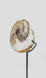 Museum quality fossil Dimeroceras goniatite for sale presented on our custom designed AES bronze stand measuring 194mm