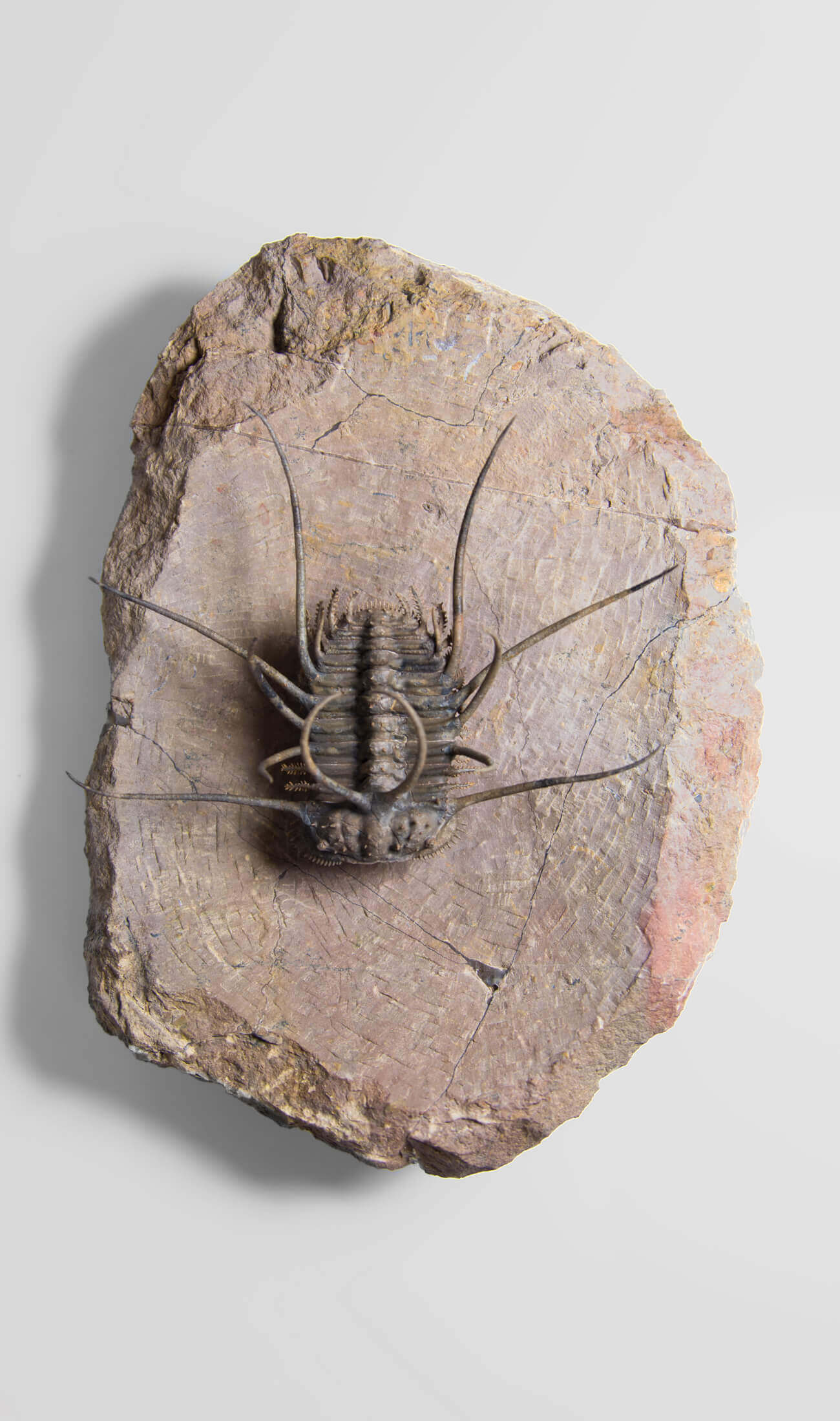 A great fossil ceratonurus trilobite for sale on a custom stand for interior display 7