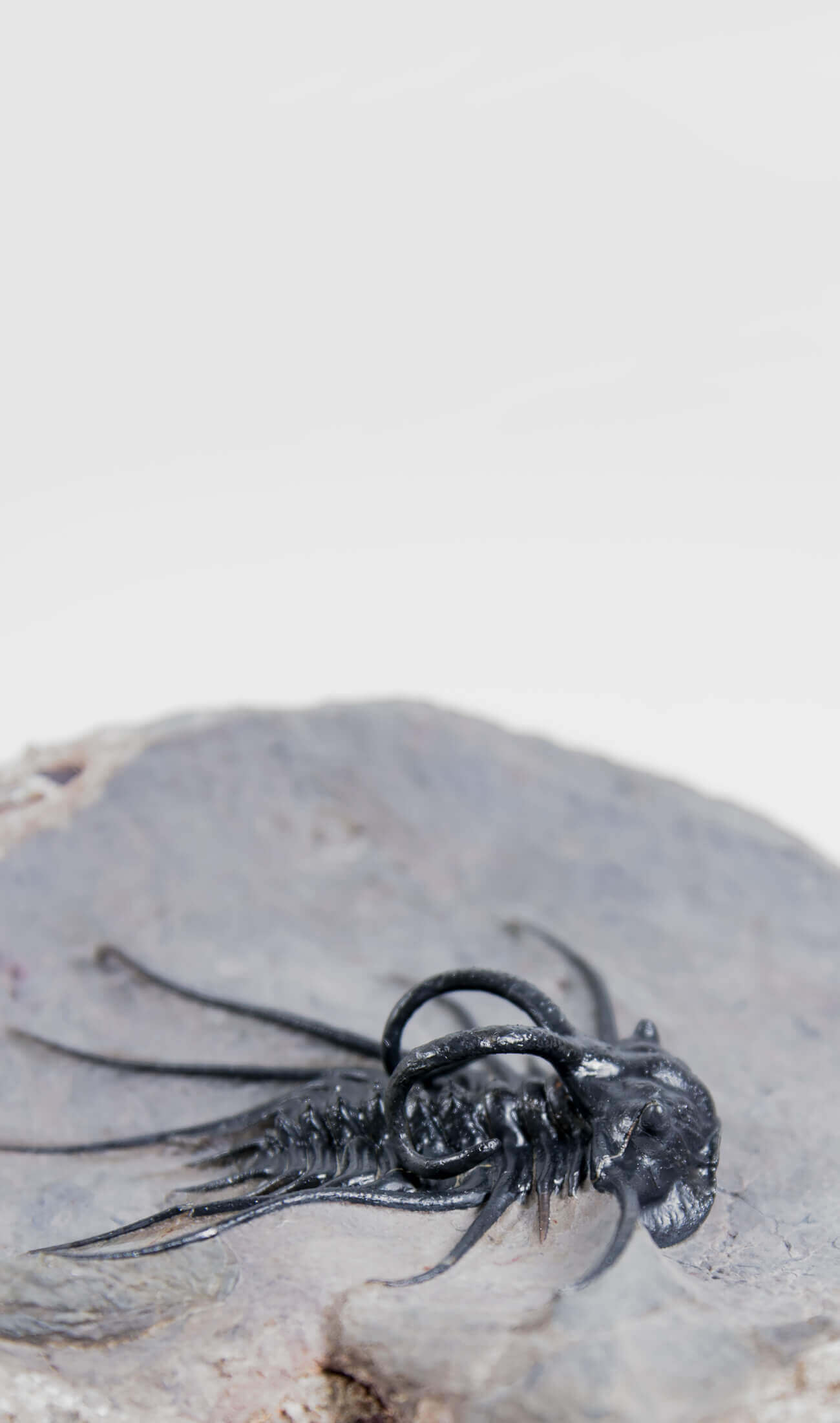 A great fossil DICRANURUS trilobite for sale on a custom stand for interior display 7