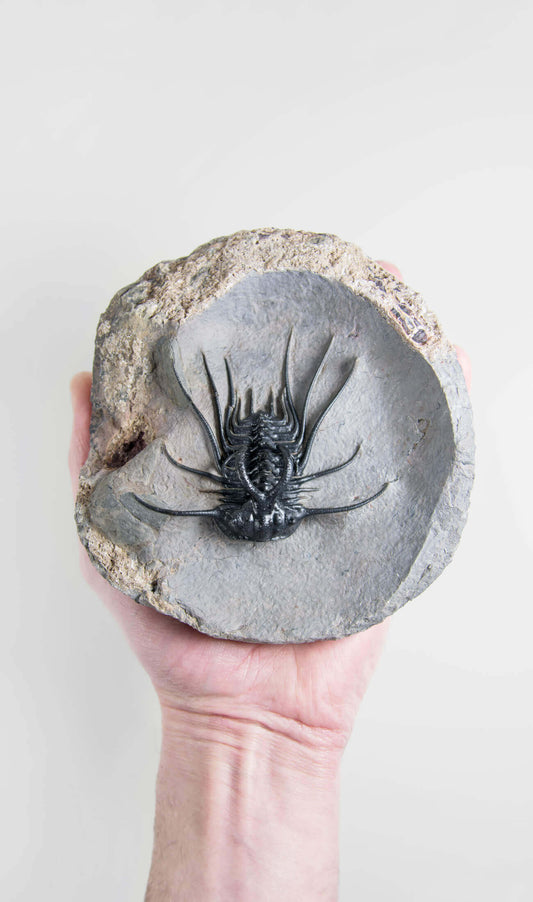 A great fossil DICRANURUS trilobite for sale on a custom stand for interior display 8