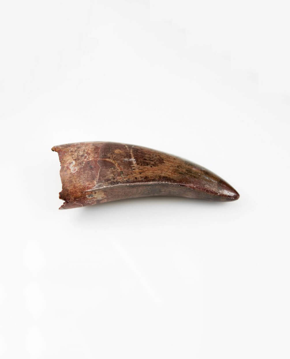 Museum-quality Carcharodontosaurus saharicus dinosaur fossil tooth for sale measuring 76mm at THE FOSSIL STORE