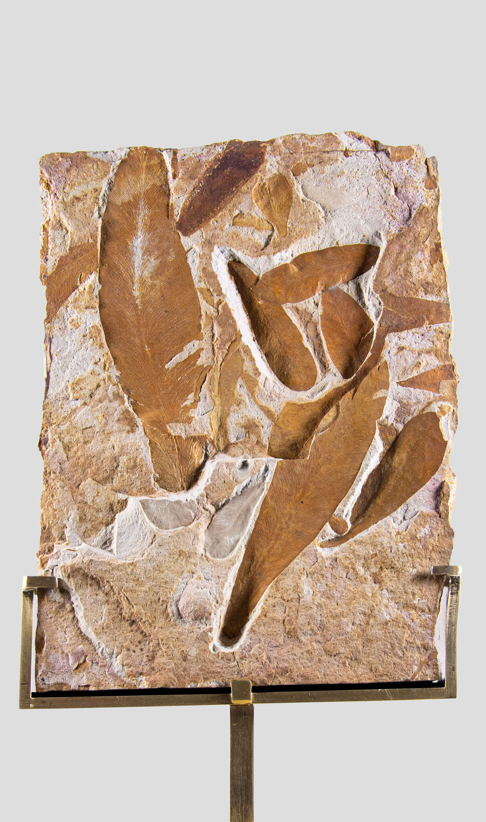 An American flor leaf fossil plate presented on a beautiful brass stand for fossil interior display 9