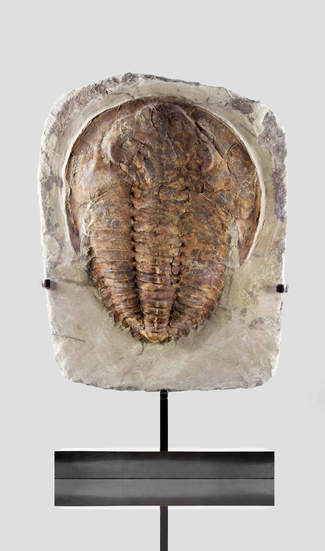 Fossil cambropallas trilobite for sale on a bronze stand 134