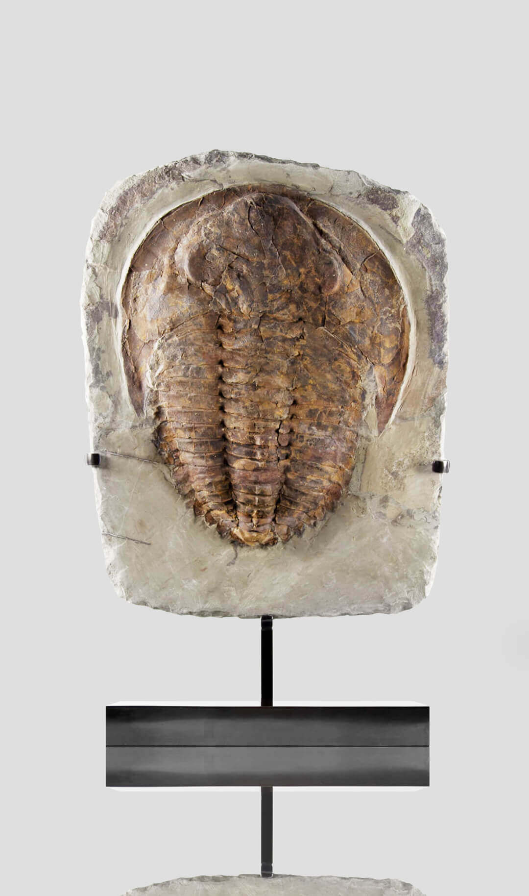 Fossil cambropallas trilobite for sale on a bronze stand 135