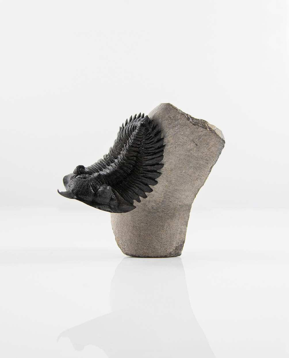 Scientifically important Pseudocryphaeus fossil trilobite measuring 59mm at THE FOSSIL STORE