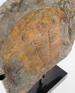 A museum-standard rare authentic Paradoxides acadoparadoxides measuring 465mm on THE FOSSIL STORE bronze stand series