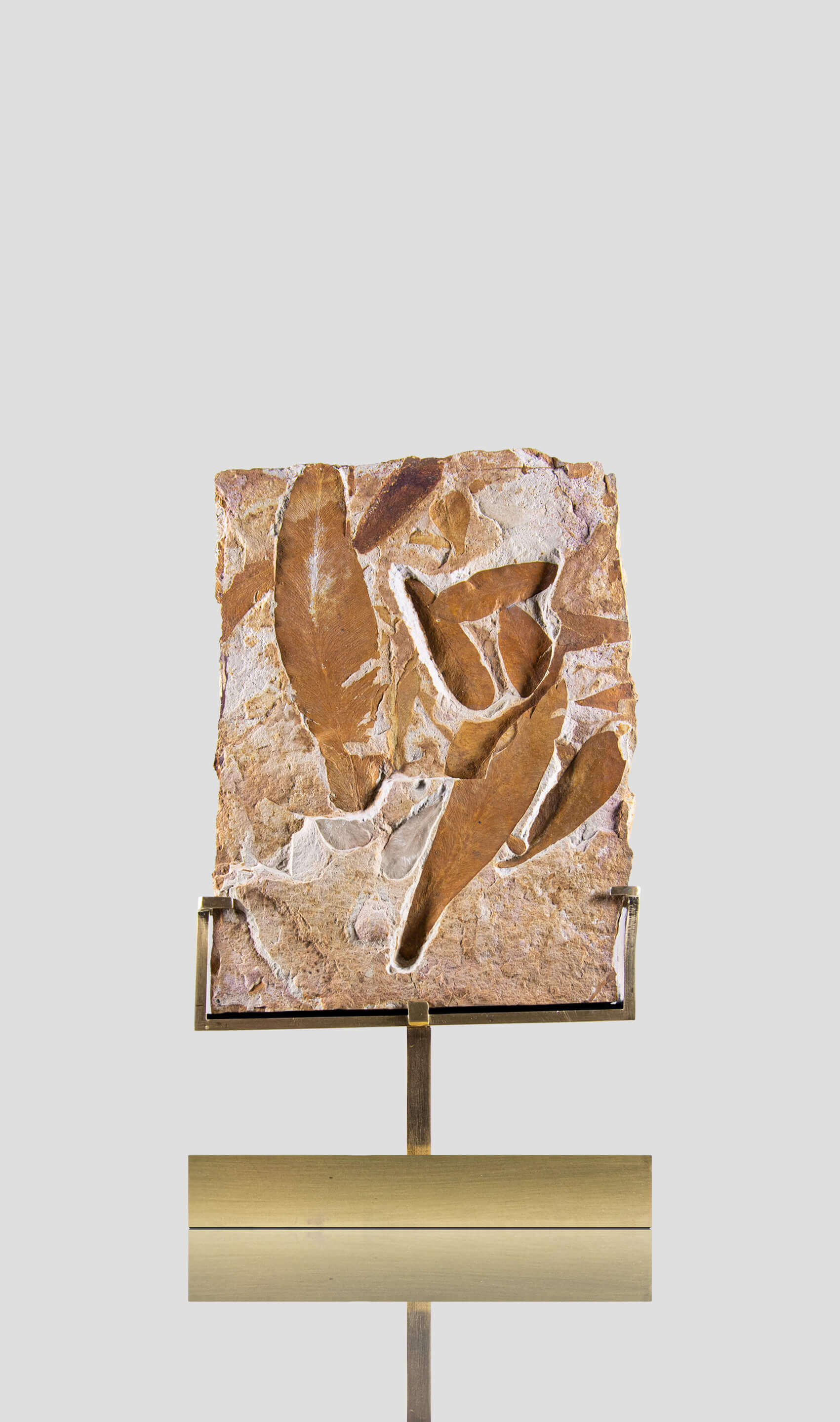 An American flor leaf fossil plate presented on a beautiful brass stand for fossil interior display 2