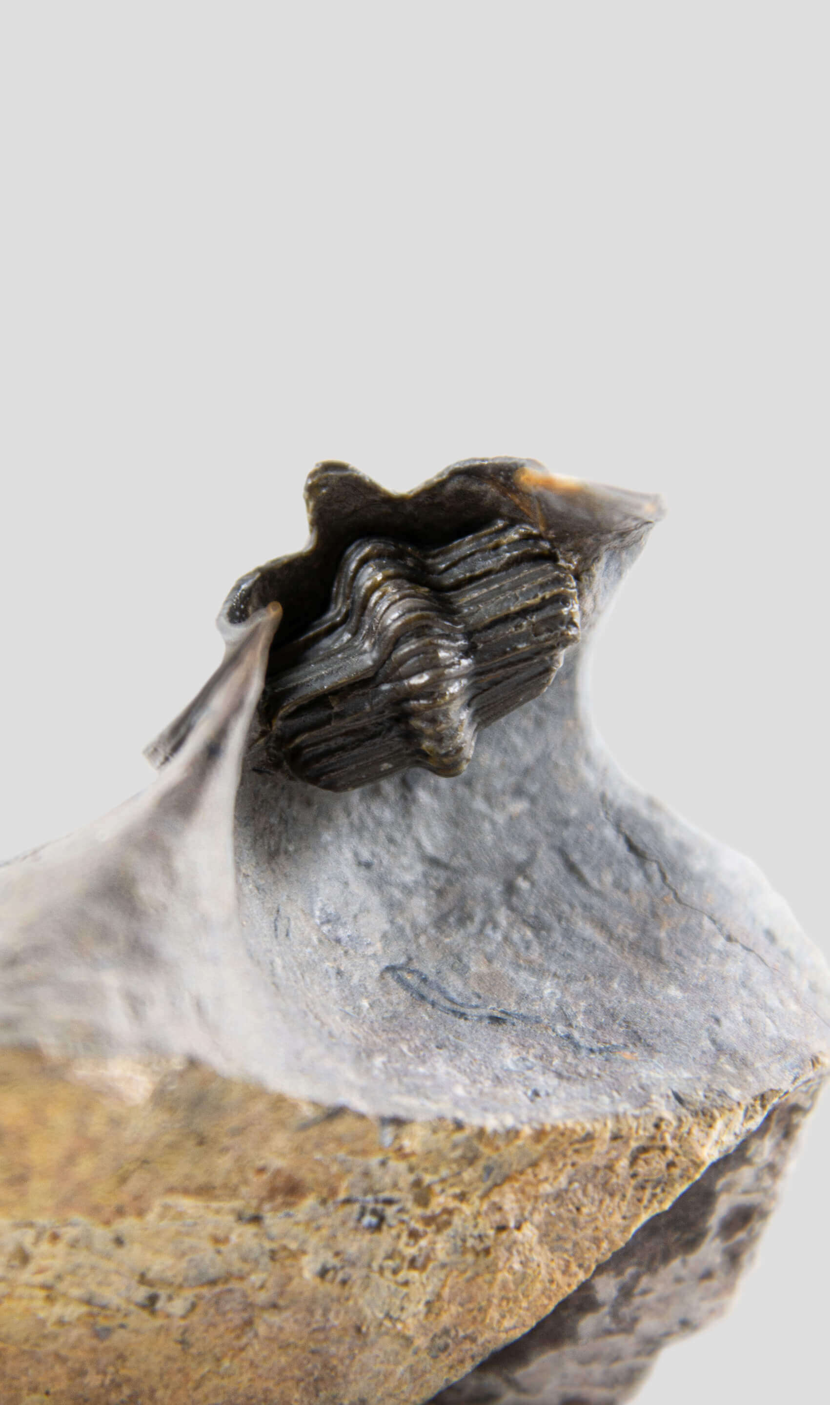 A stunning quality Harpes trilobite fossil specimen and you can buy a harpes trilobites for sale 19
