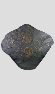 Holzmaden ammonite plate for sale 01