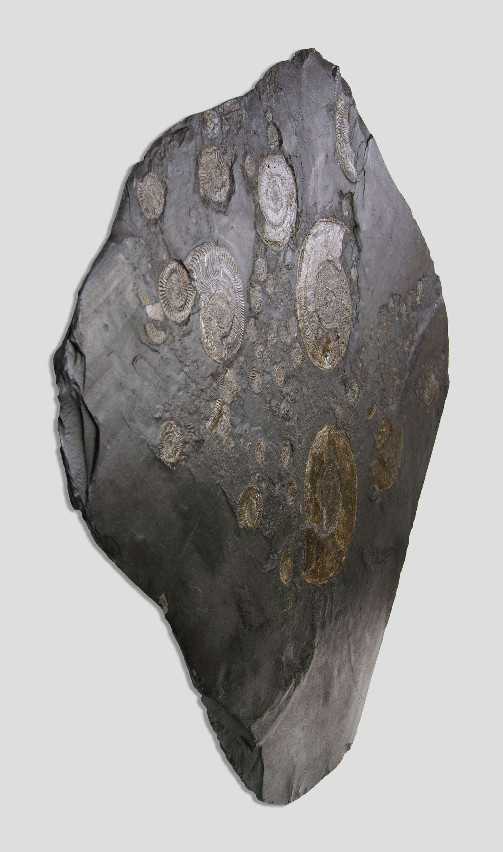 Holzmaden ammonite plate for sale 2