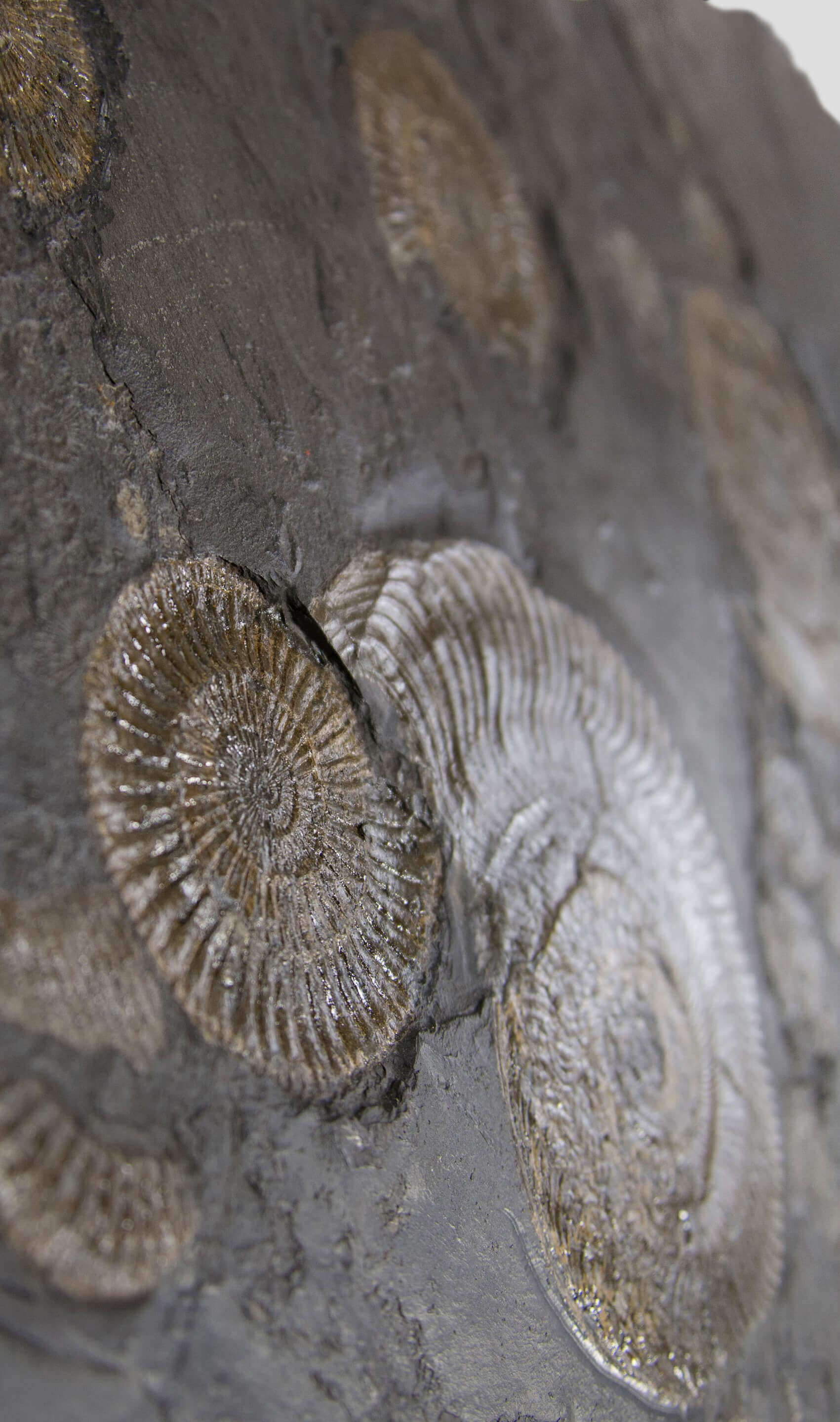 Holzmaden ammonite plate for sale 3