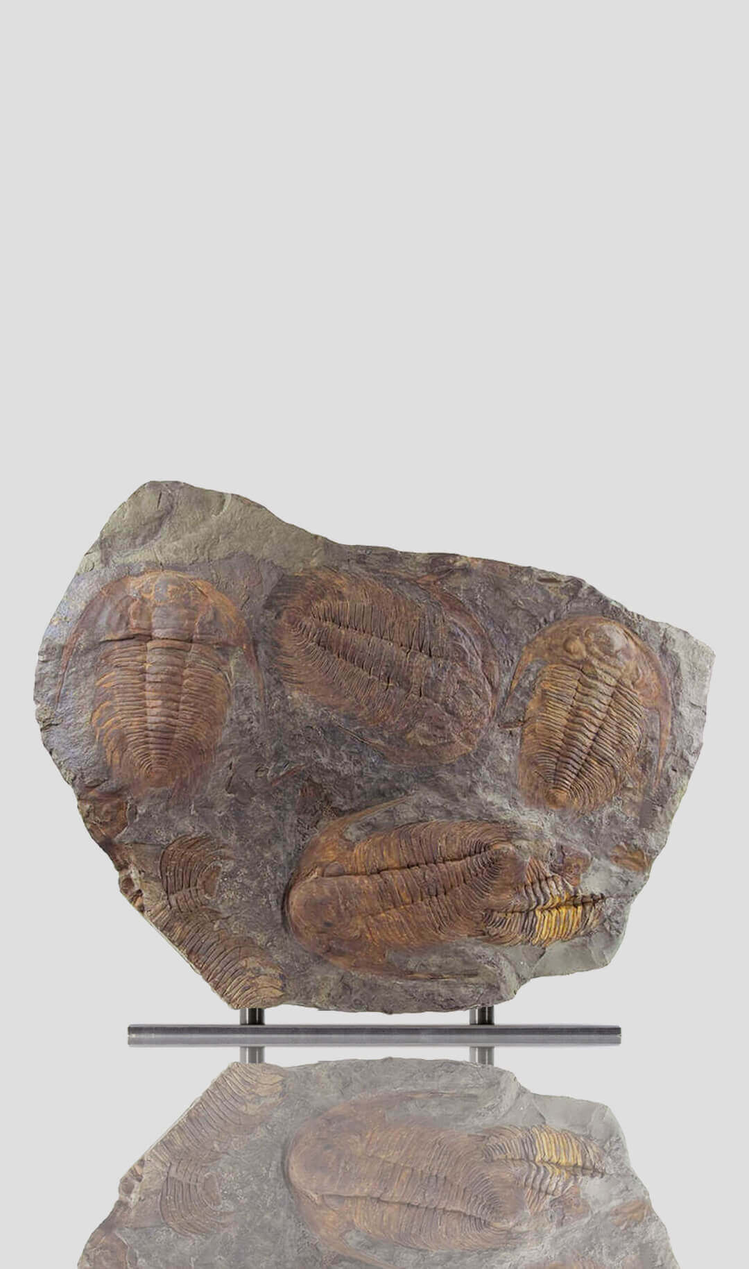 large paradoxides trilobite plate for sale 22