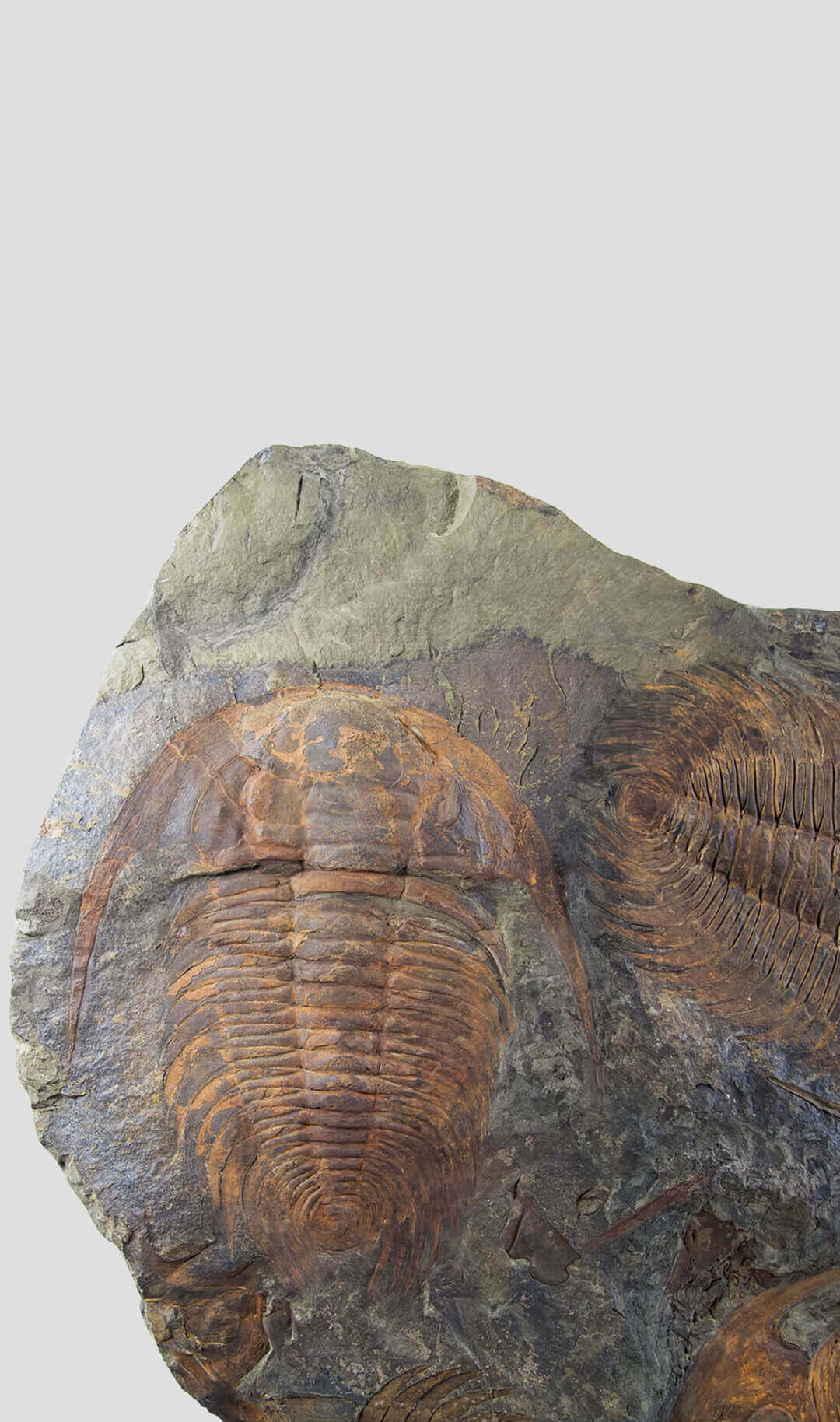large paradoxides trilobite plate for sale 23