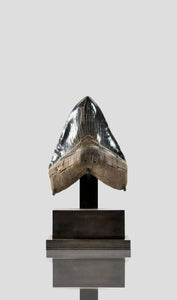 rare black fossil Megalodon Shark tooth for sale on bronze stand 021