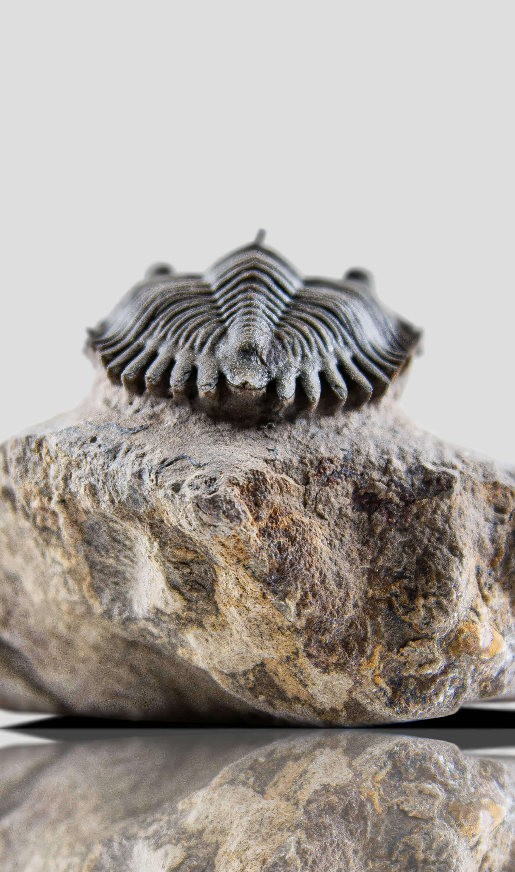 A very nice authentic rare metacanthina trilobite fossil for sale 20
