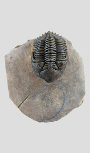A very nice authentic rare metacanthina trilobite fossil for sale 49