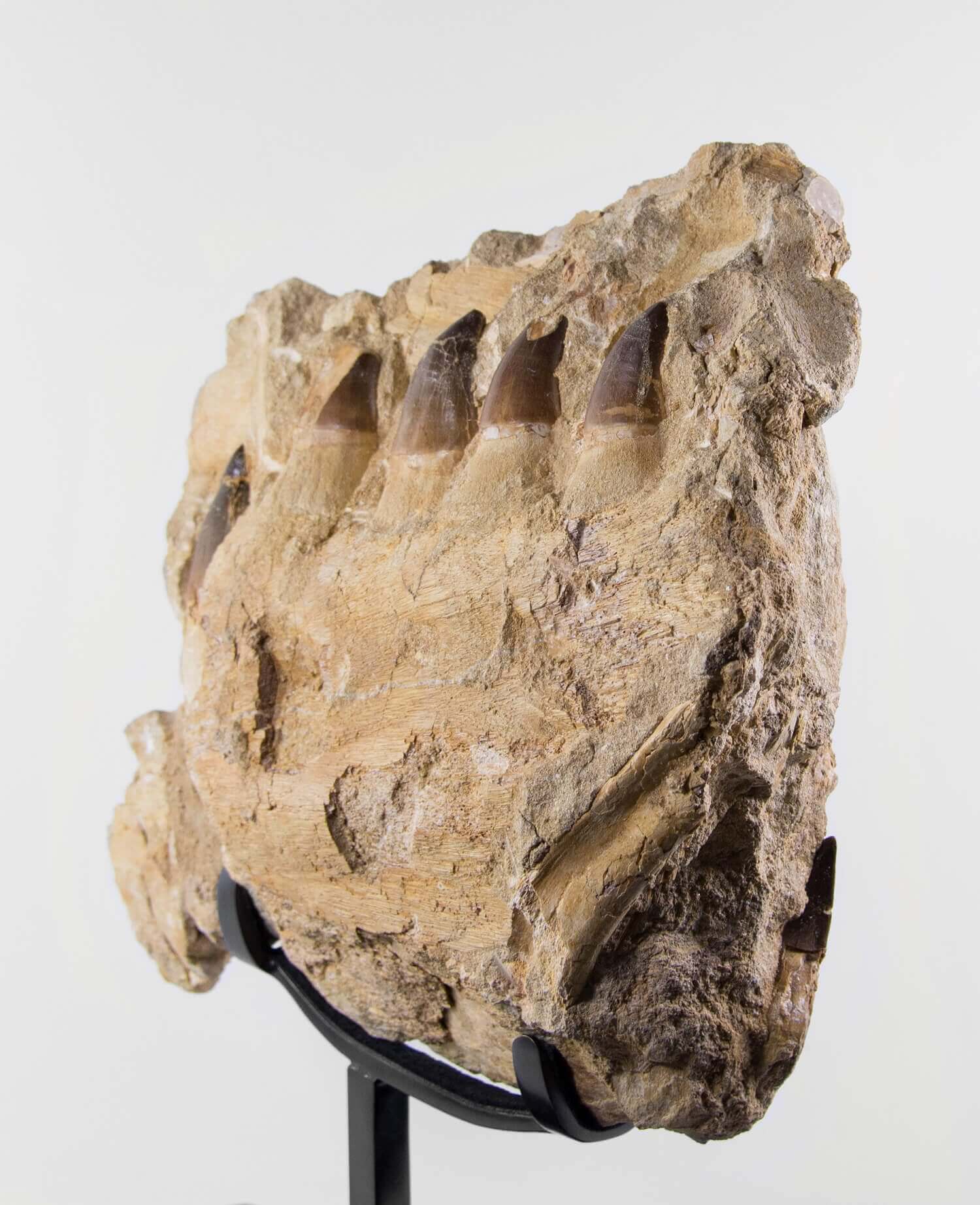 A stunning museum-standard rare 3d double-sided fossil Prognathodon giganteus mosasaurus jaw for sale measuring 370mm
