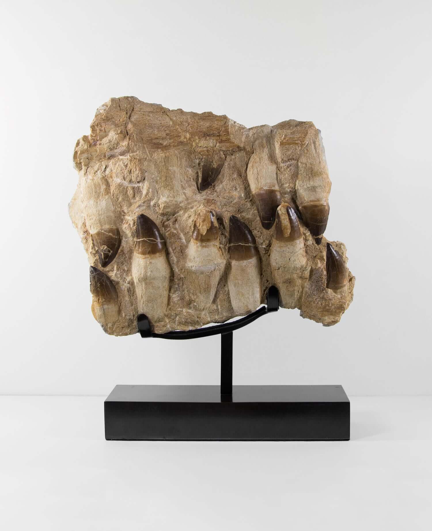 A stunning museum-standard rare 3d double-sided fossil Prognathodon giganteus mosasaurus jaw for sale measuring 370mm