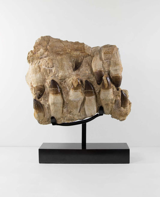A stunning museum-standard rare 3d double-sided fossil Prognathodon giganteus mosasaurus jaw for sale measuring 370mm