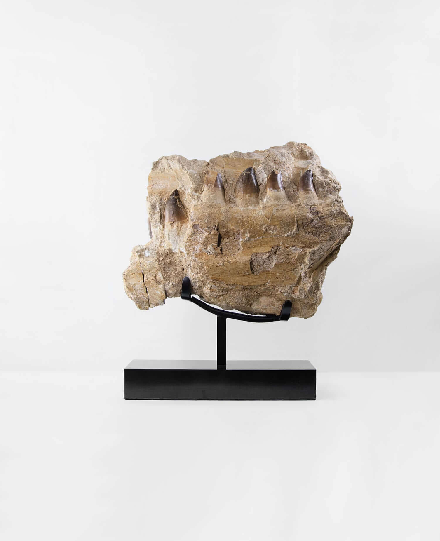 A stunning museum-standard rare 3d double-sided fossil Prognathodon giganteus mosasaurus jaw for sale measuring 370mm